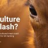 Culture Clash Kulturkampf Sauberes Fleisch Rapsschrot Landwirte