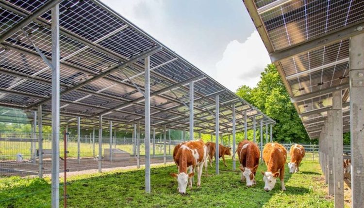 Klimapark Steinhöfel Kühe grasen zwischen PV-Anlagen Sunfarming