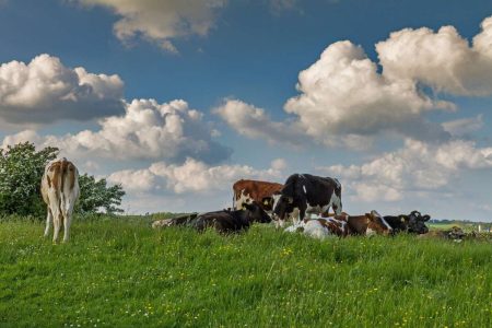 Klimasteuer für Milch und Fleisch: Hat Dänemark eine Vorbildrolle?