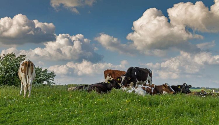 Klimasteuer für Milch und Fleisch - Symbolfoto Dänemark Rinder auf Weide