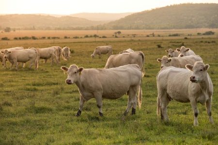 RESPECTfarms: Der erste zelluläre Bauernhof der Welt