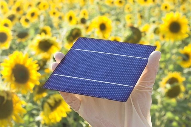 Die Solarzelle in einer Hand mit Sonnenblumen - Solarenergie wichtigste Energiequelel