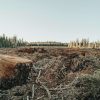 Wälder als CO2-Speicher Nature PIK