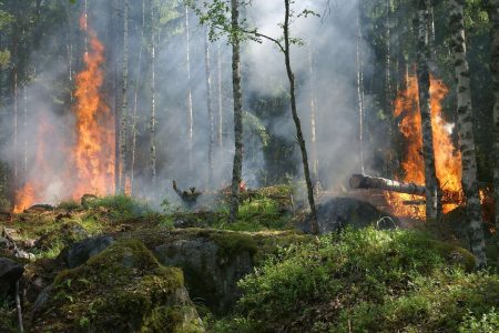 Wie Dryad Networks künftige Waldbrände verhindern will